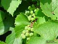 2003-0723grapes